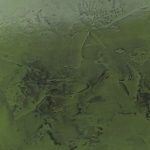 Avir verde